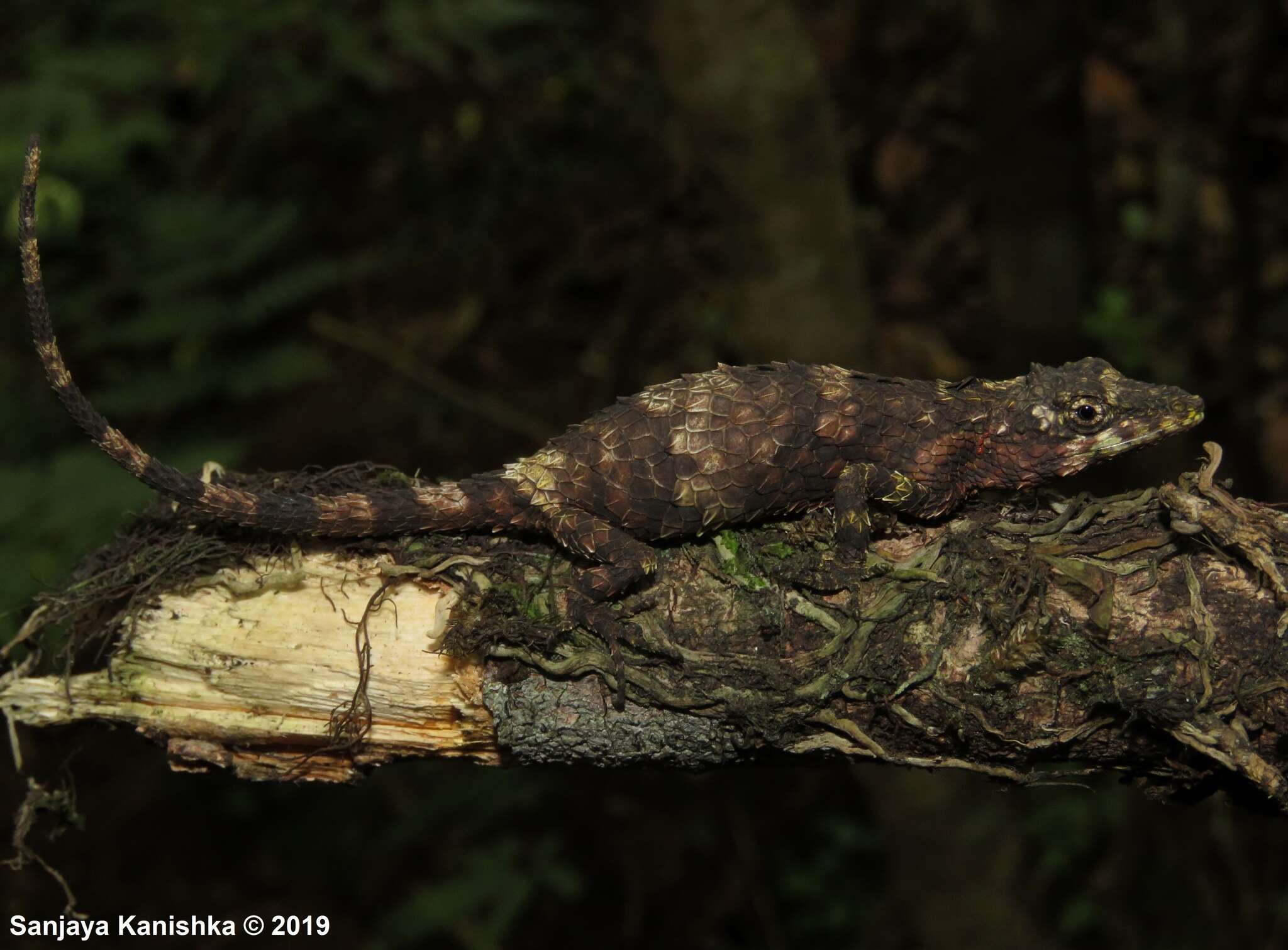 Imagem de Cophotis dumbara Samarawickrama, Ranawana, Rajapaksha, Ananjeva, Orlov, Ranasinghe & Samarawickrama 2006