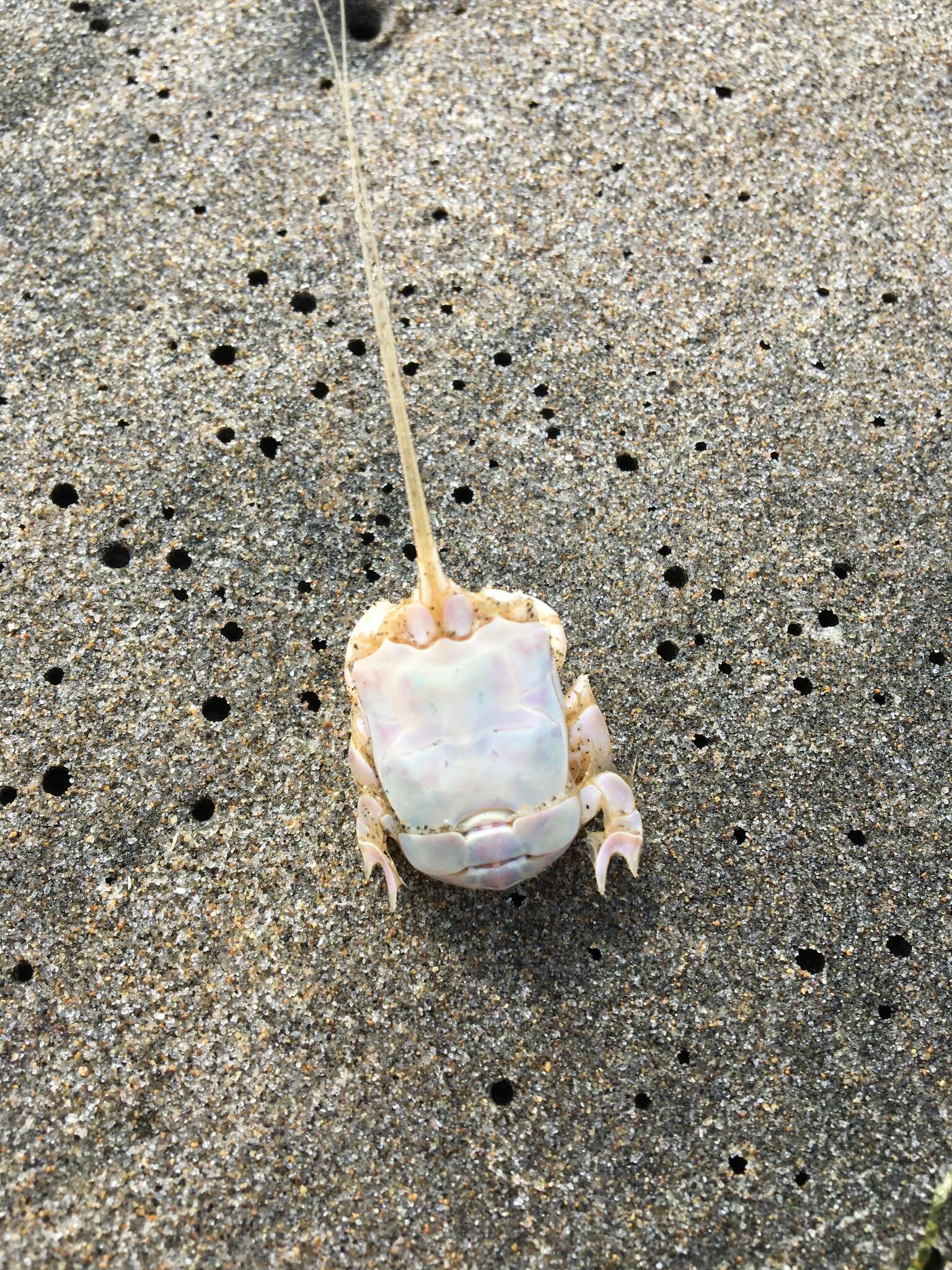 Image of California mole crab