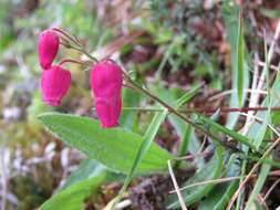 Imagem de Daboecia cantabrica subsp. azorica (Tutin & E. F. Warburg) D. Mc Clintock