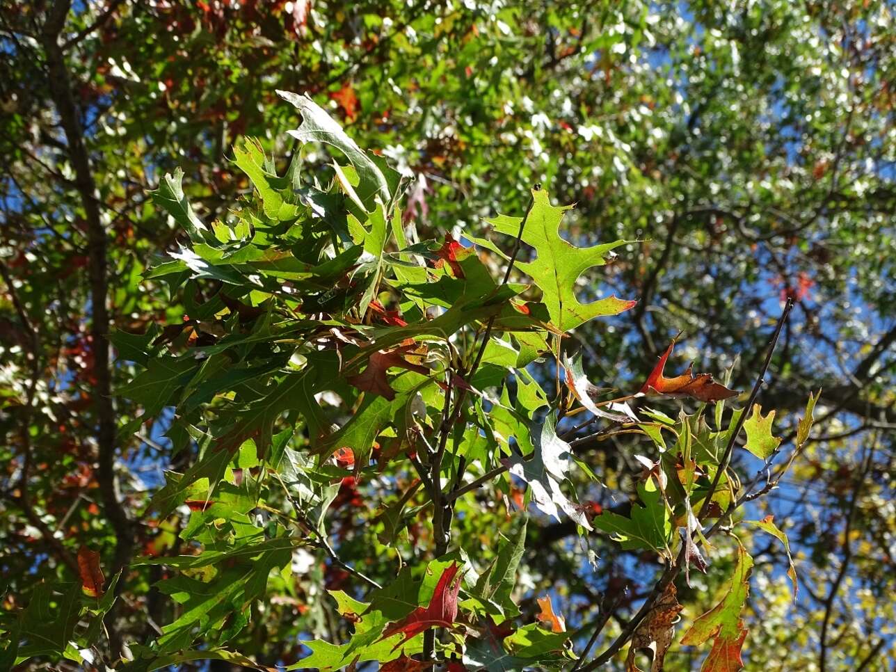 Слика од Quercus ellipsoidalis E. J. Hill