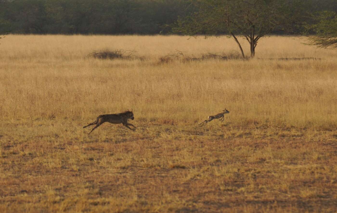 Image of Indian Wolf