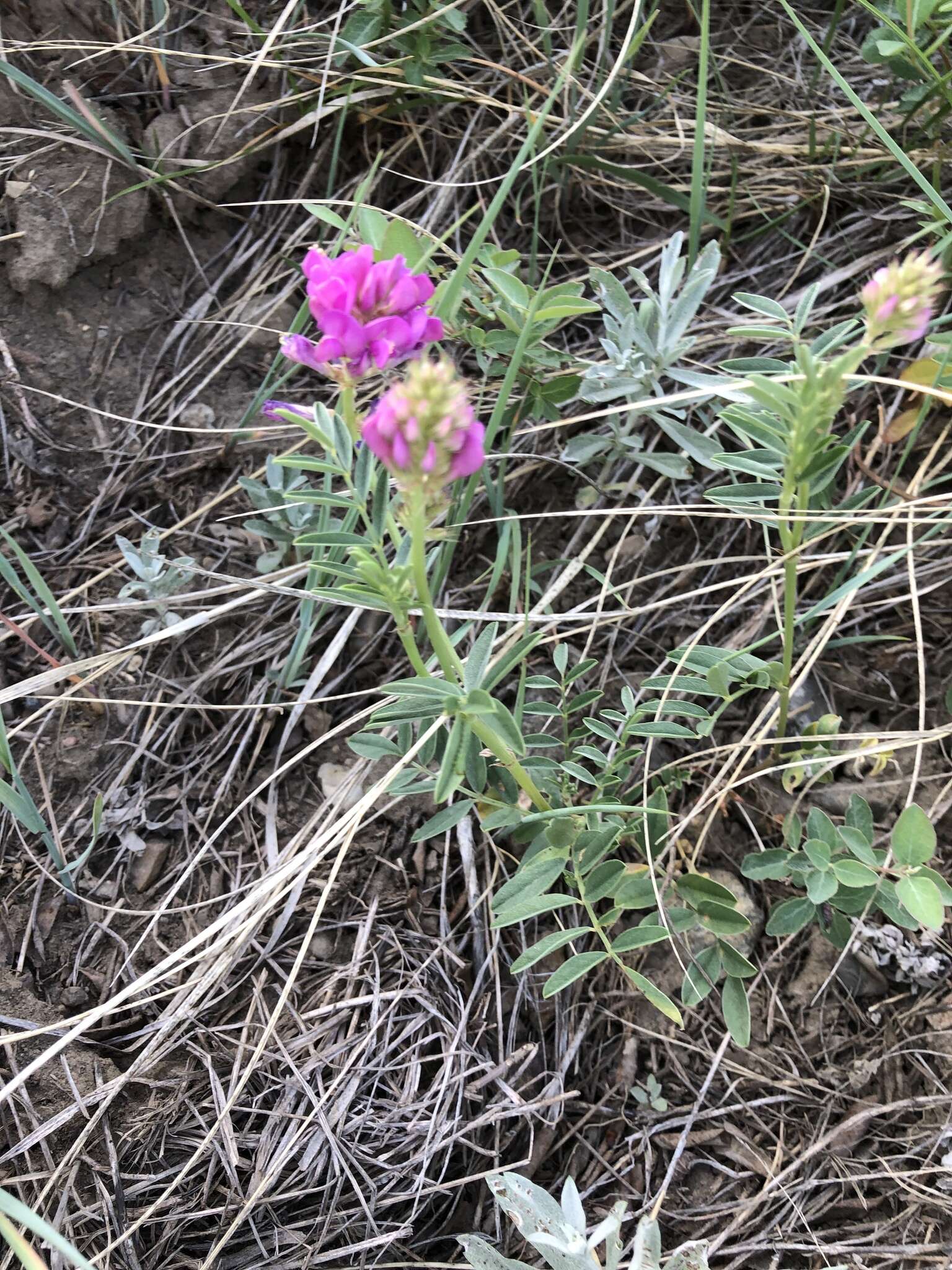 Image of Utah sweetvetch