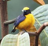 Imagem de Euphonia saturata (Cabanis 1861)