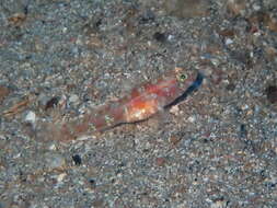Image of Vanneaugobius dollfusi Brownell 1978