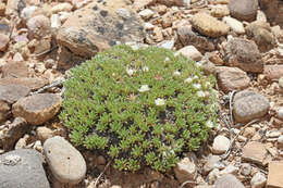 Image of Woodside buckwheat