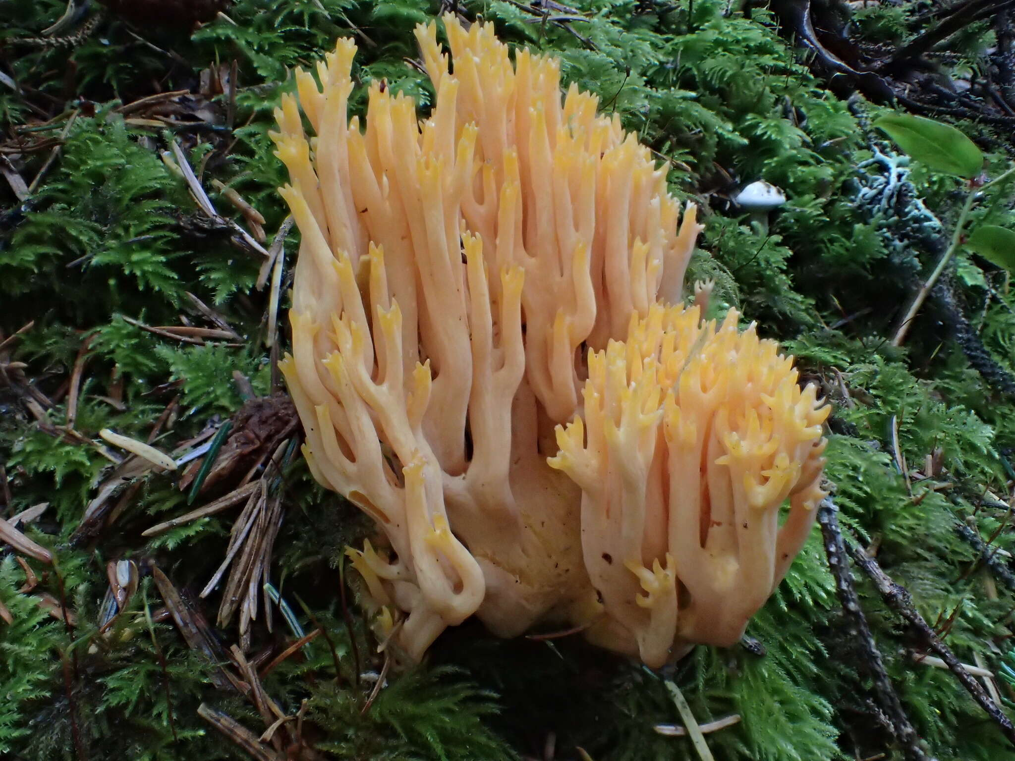 Ramaria sandaracina Marr & D. E. Stuntz 1974的圖片