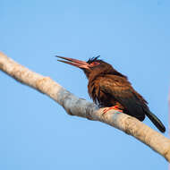 Image of Chestnut Jacamar