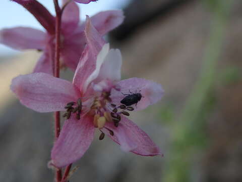 Image of Kern County larkspur