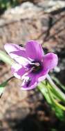 صورة Geissorhiza ixioides Schltr. ex R. C. Foster