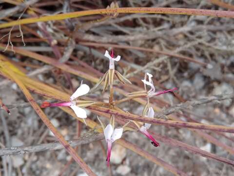 Image of Pelargonium ternifolium P. J. Vorster