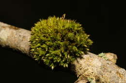 Image of straw bristle-moss