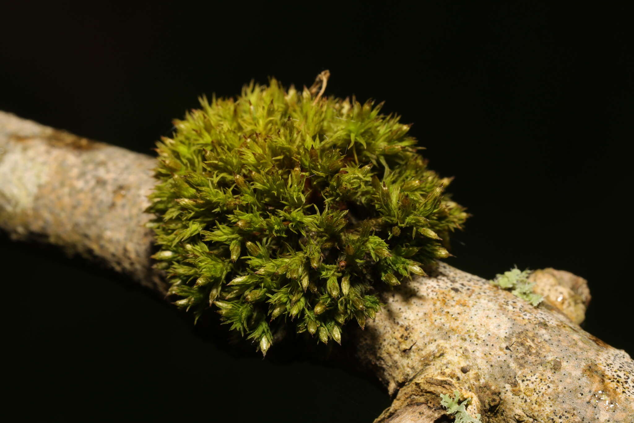 Image of straw bristle-moss