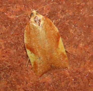 Acleris foliana Walsingham 1879的圖片