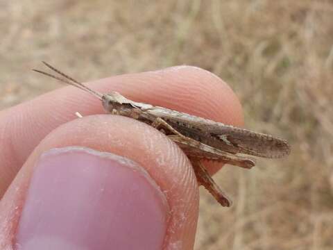 Image de Chorthippus (Glyptobothrus) jacobsi Harz 1975