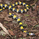 Image of Solomon’s small-eyed snake