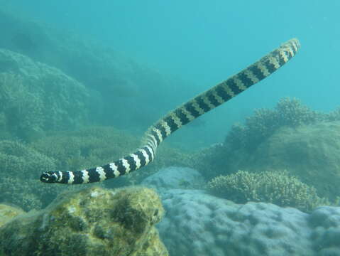 Image of Egg-eating Sea Snake