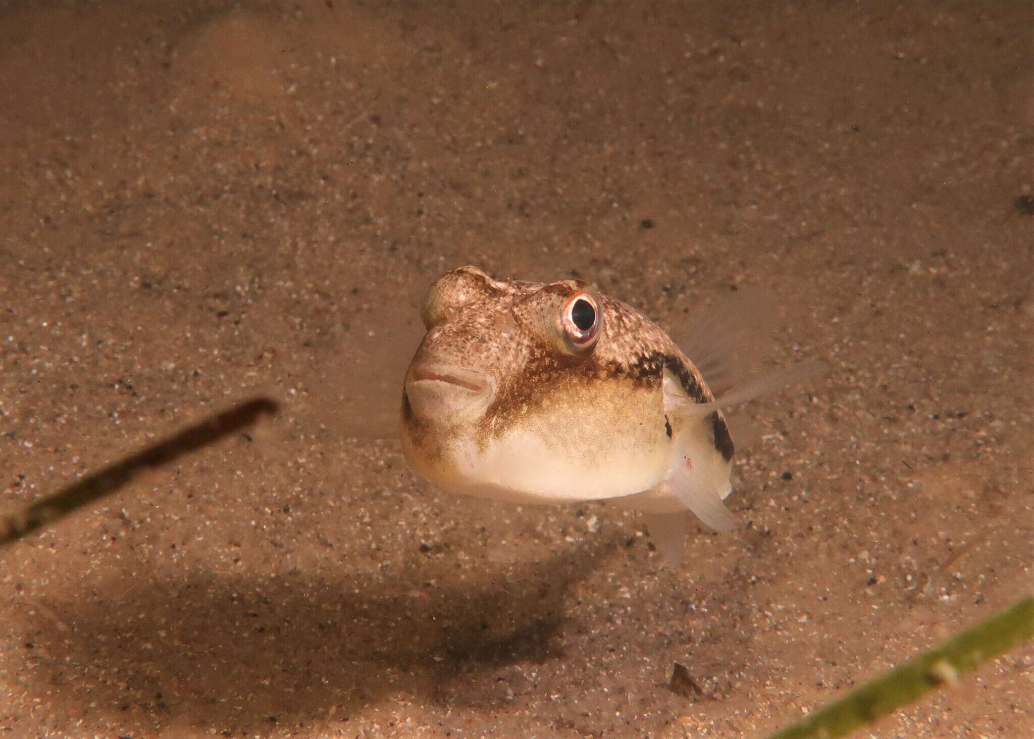 Image of Brush-tail toadfish