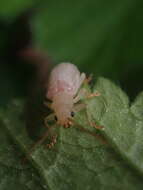 Image of Syneta albida J. L. Le Conte 1857