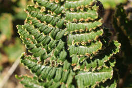 Image of Paragymnopteris marantae subsp. subcordata (Cav.)