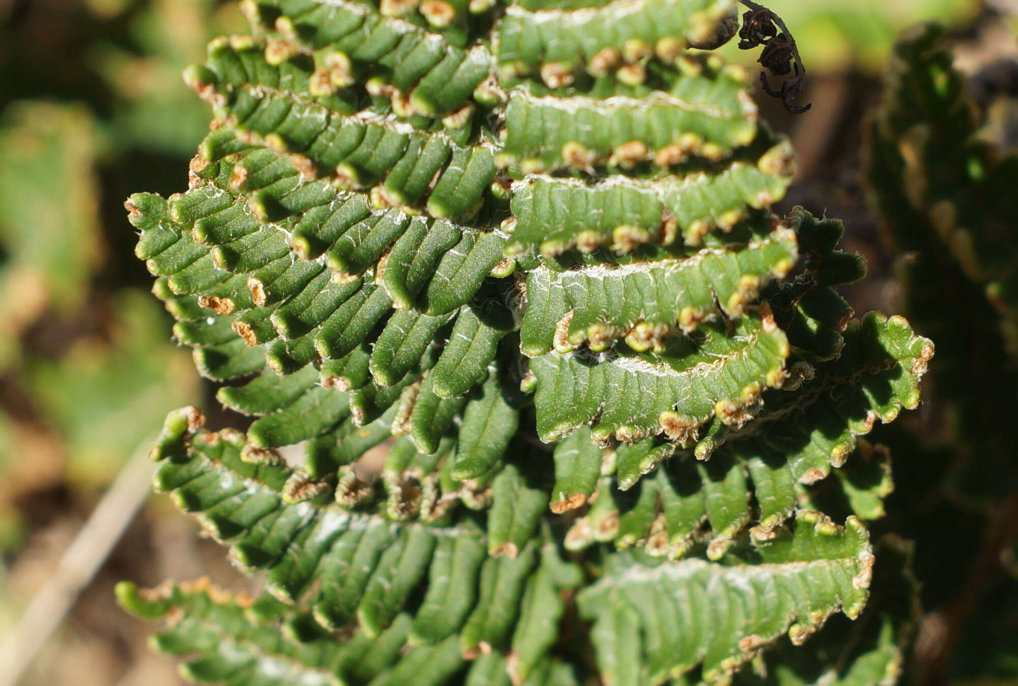 Image of Paragymnopteris marantae subsp. subcordata (Cav.)