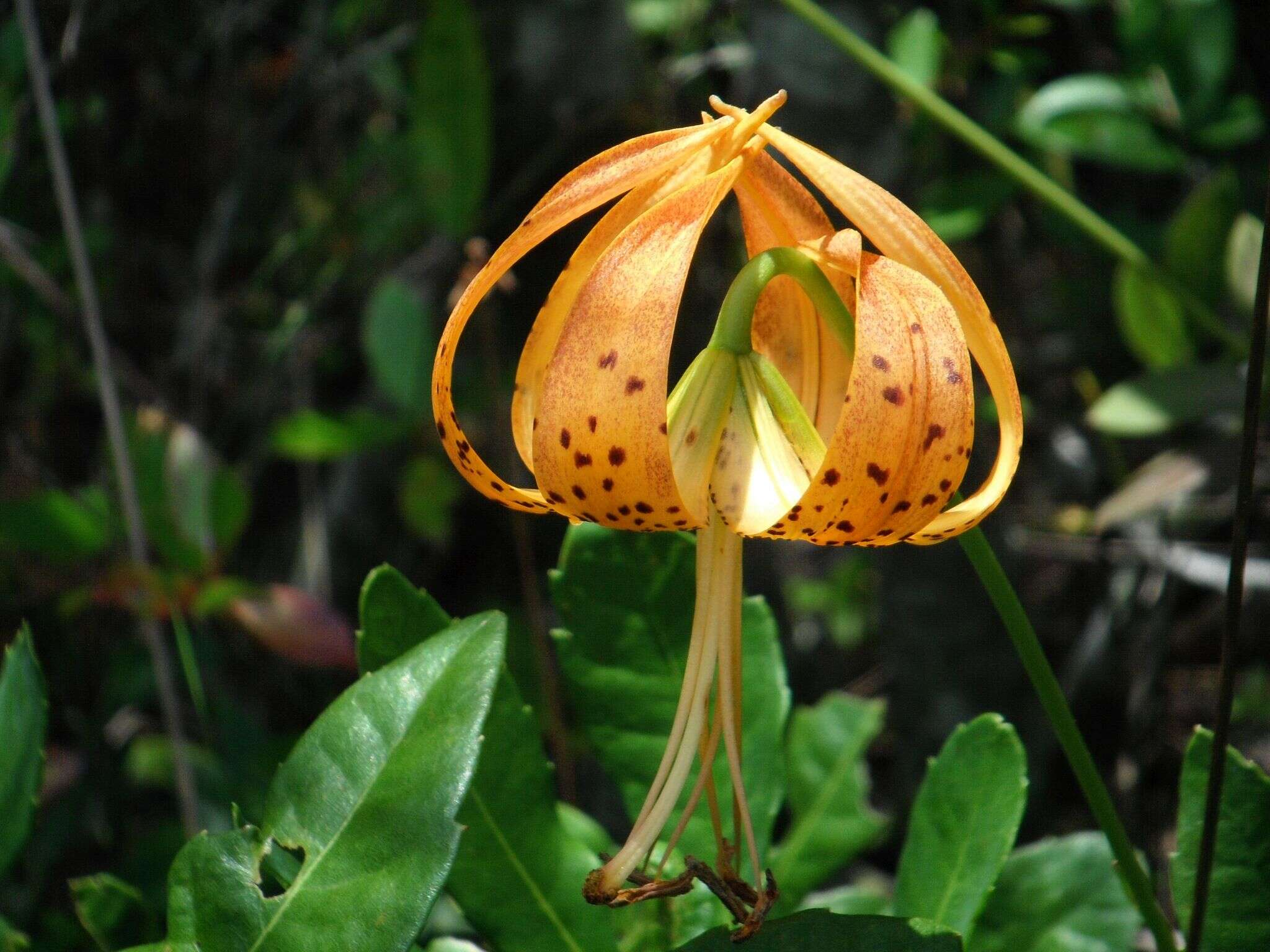 Image of panhandle lily