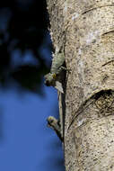 Image of Crested Flying Dragon