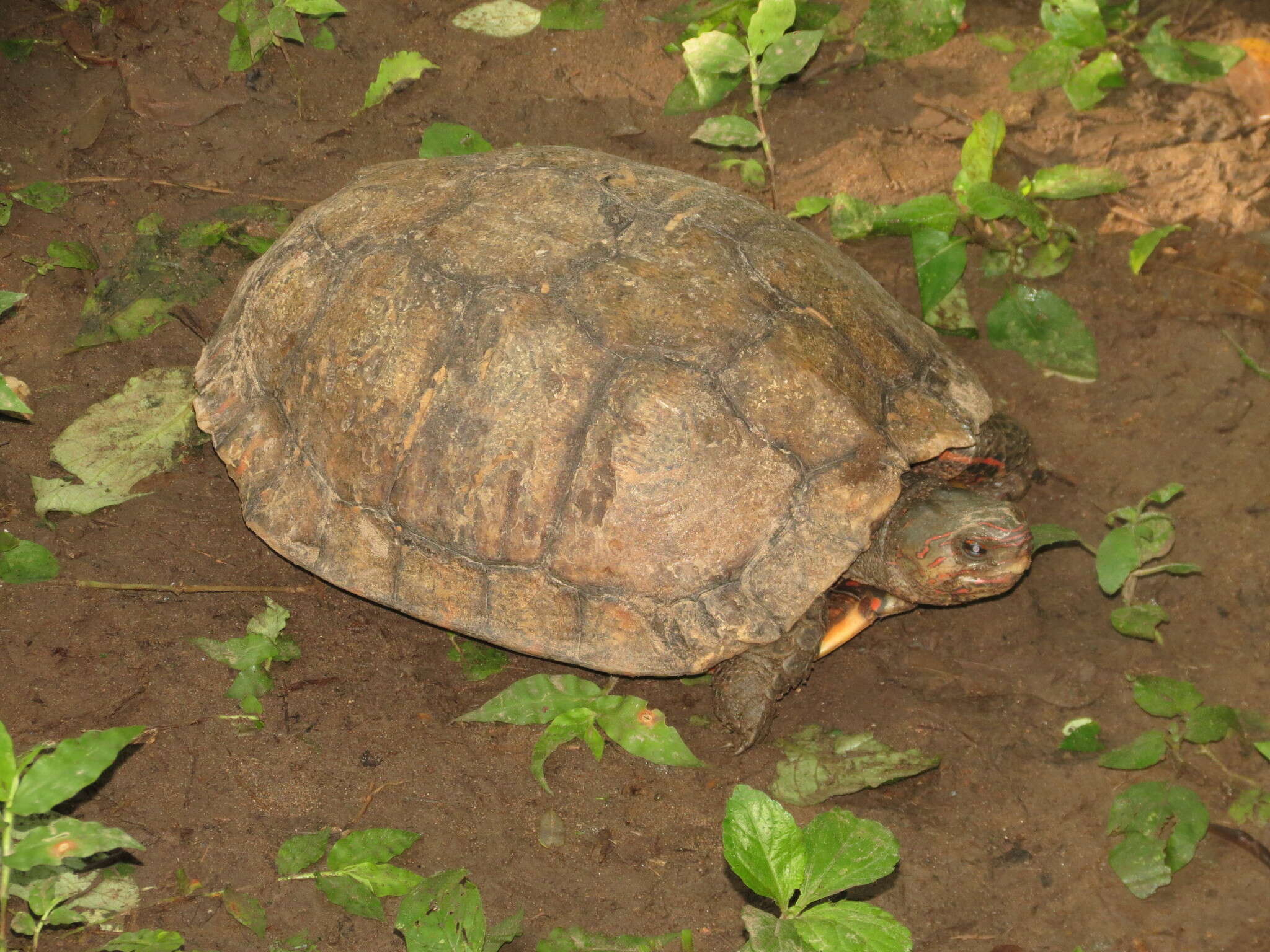 Image of Central American wood turtle