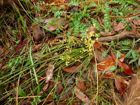 Image of Lomandra micrantha (Endl.) Ewart