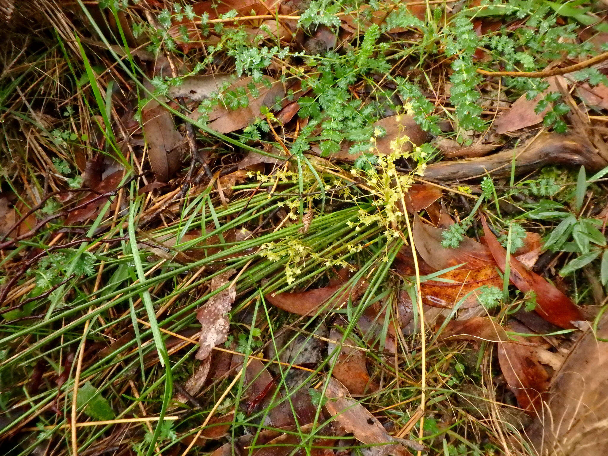 Image of Lomandra micrantha (Endl.) Ewart