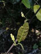 Image of Trophis scandens subsp. scandens