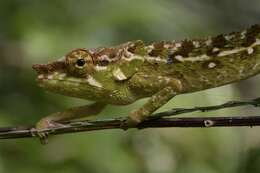 Image of Yellow-green Chameleon