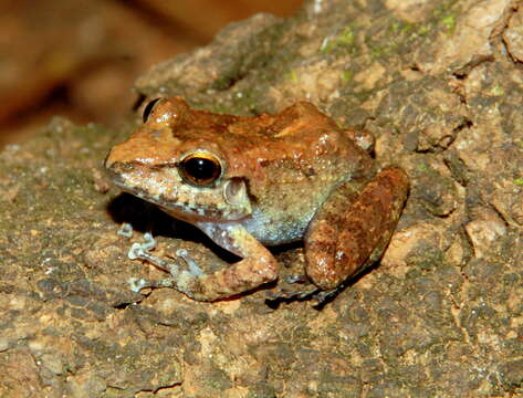 Image of Pristimantis fenestratus (Steindachner 1864)