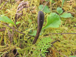 Imagem de Glutinoglossum