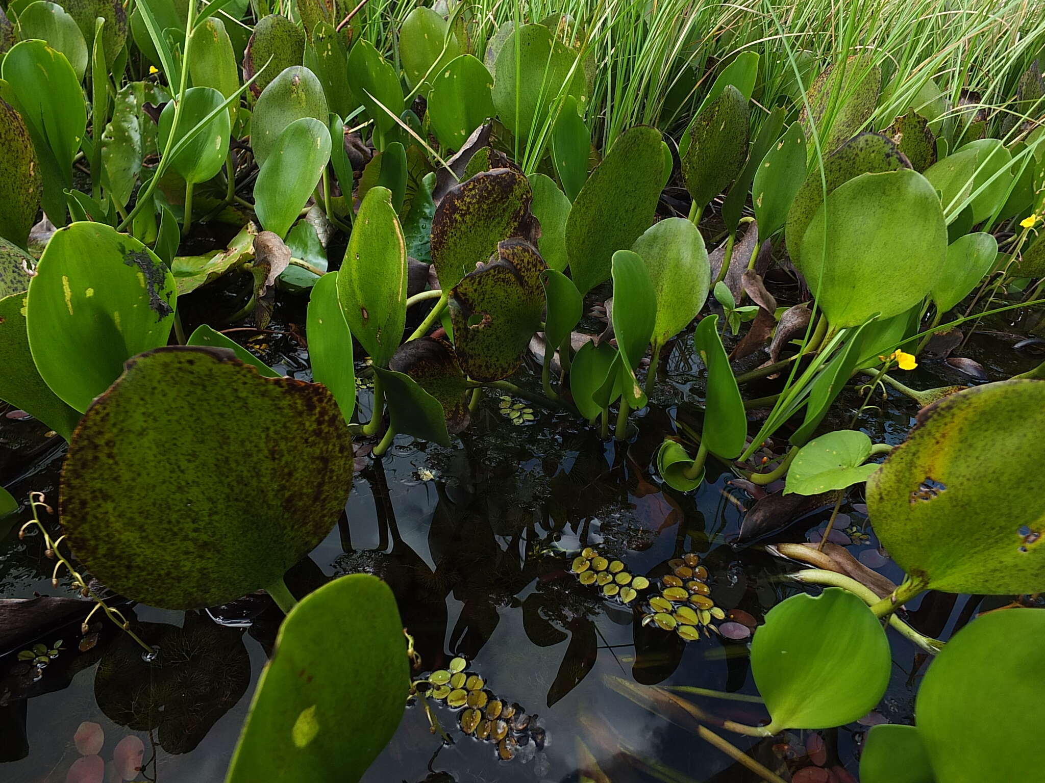 Image of <i>Pontederia heterosperma</i>