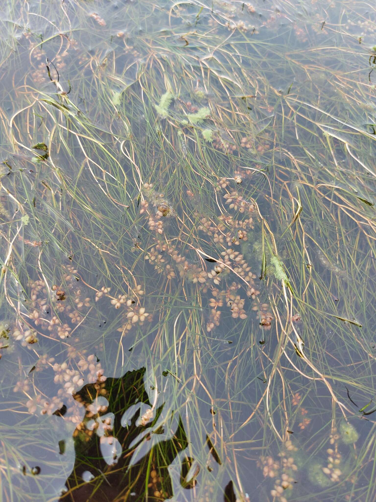 Image of sheathed pondweed