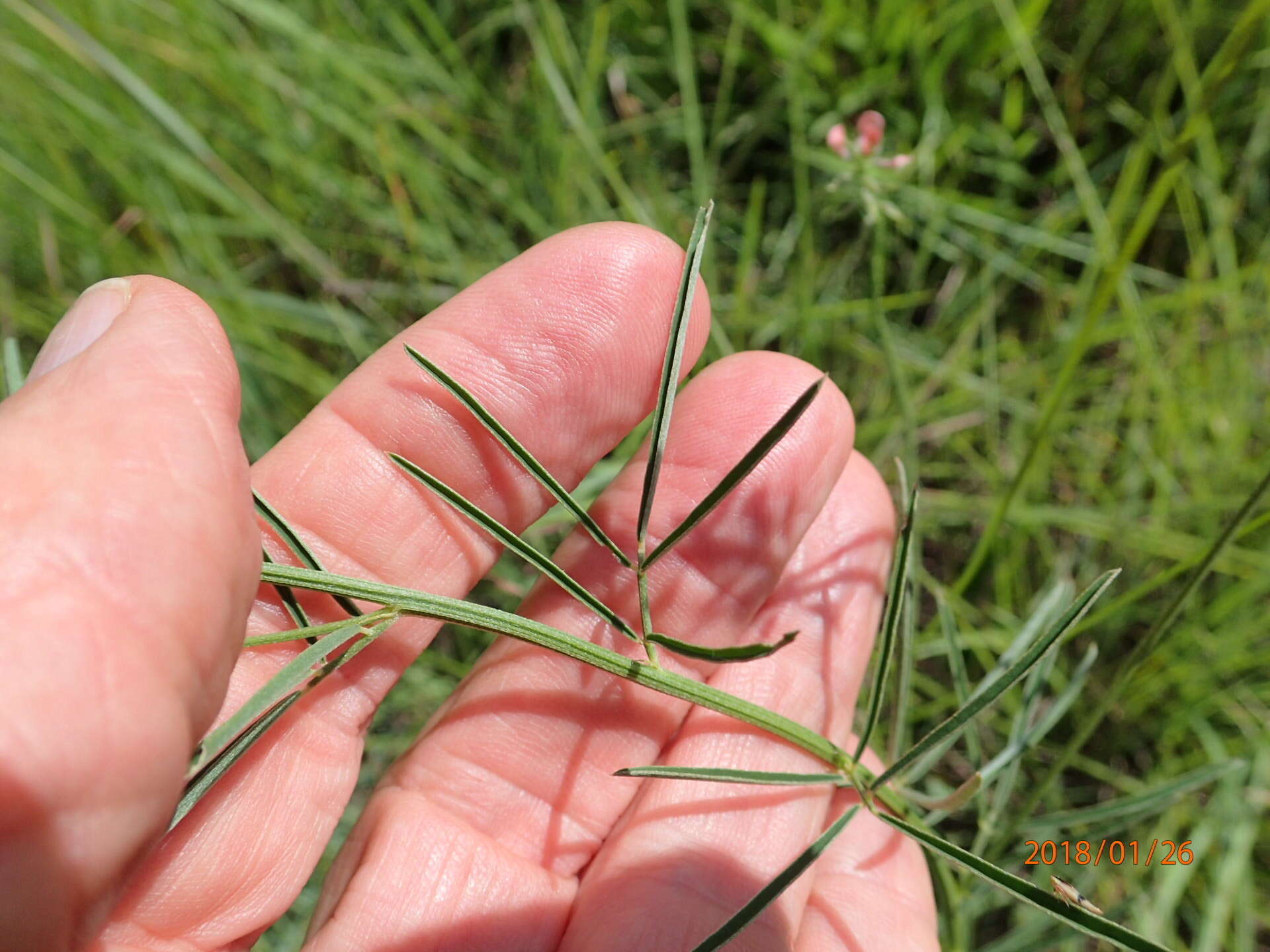 Image of Indigastrum fastigiatum (E. Mey.) Schrire