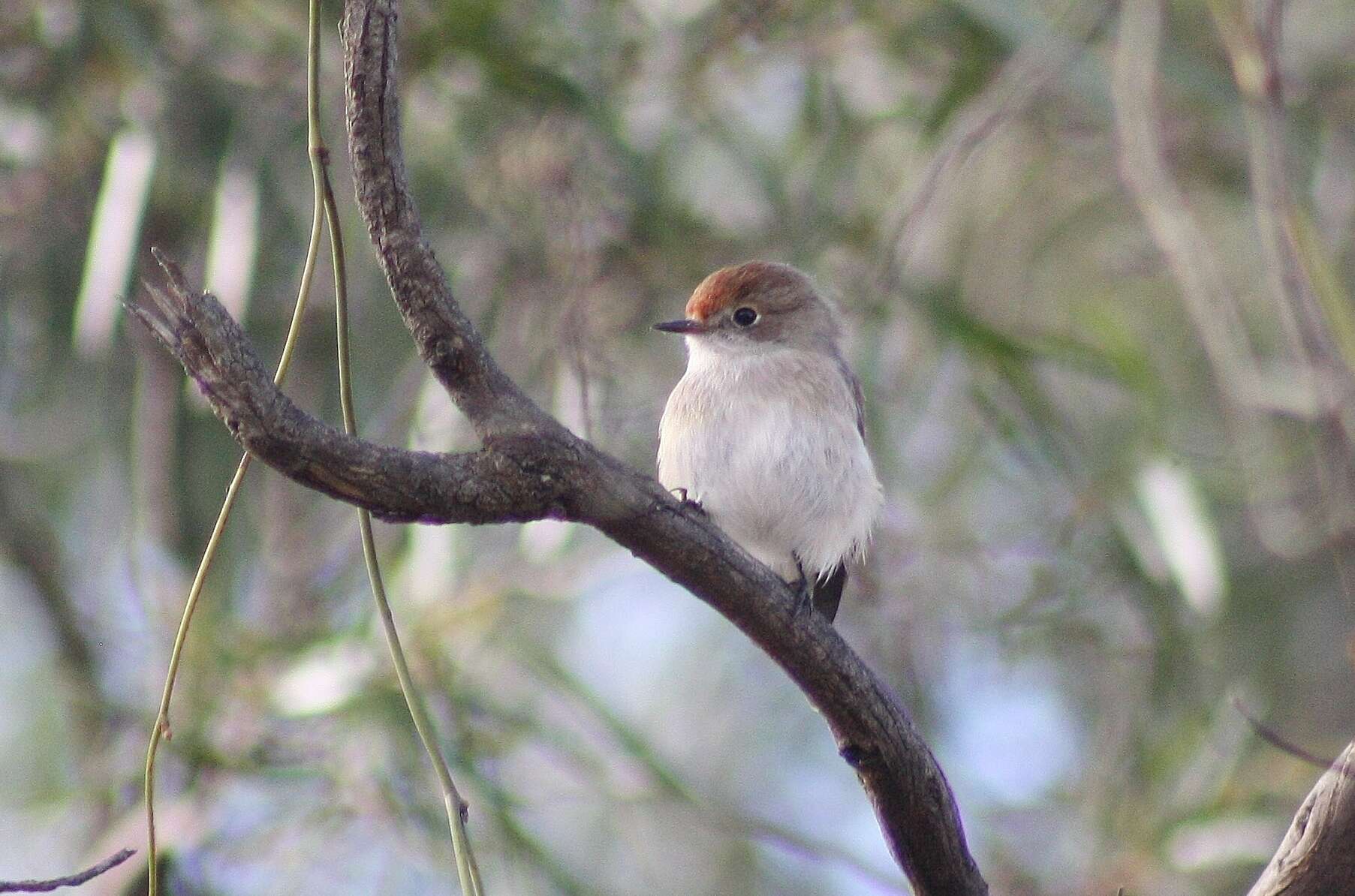 Image of Red-capped Robin