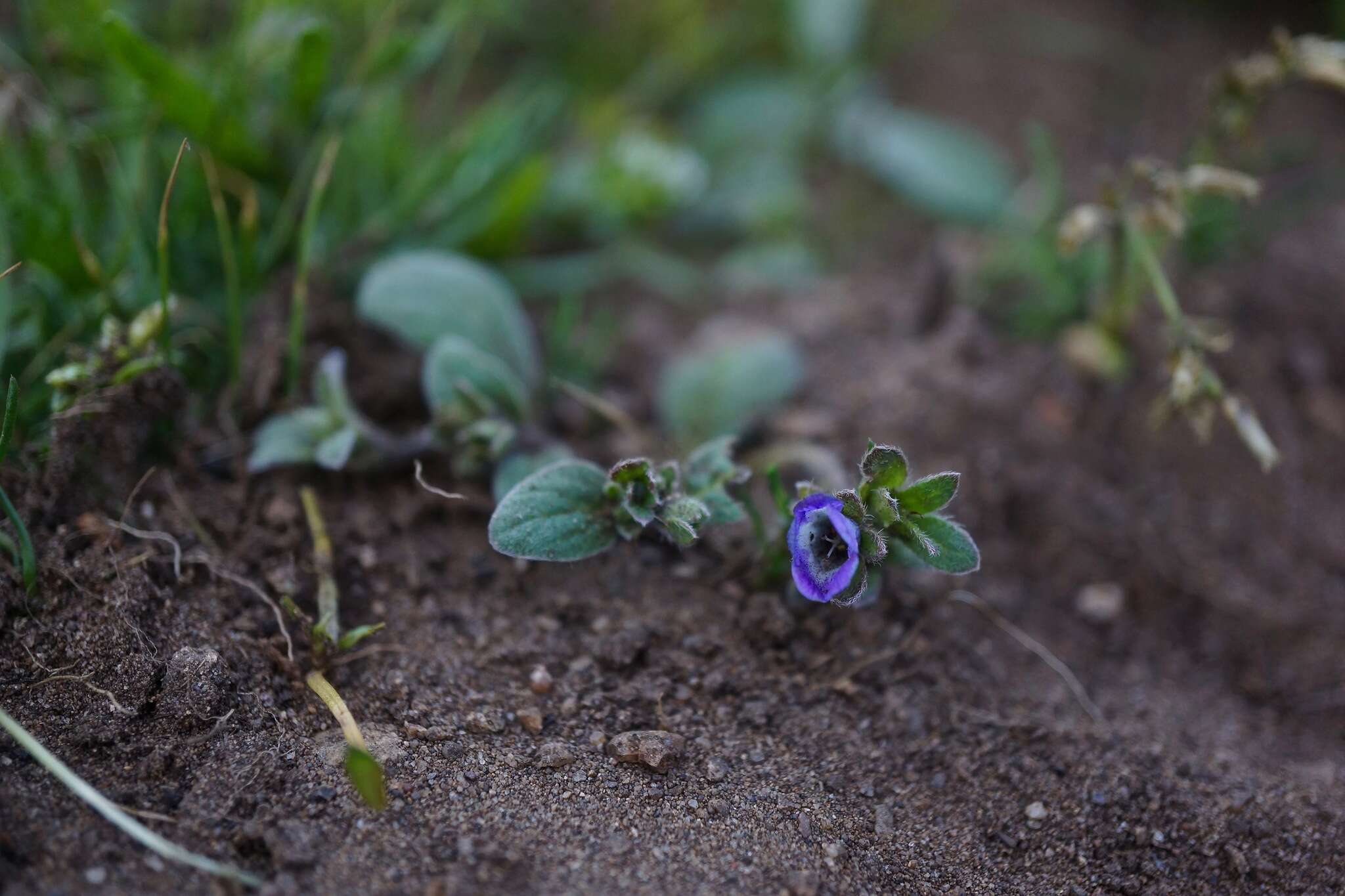 Image of North Coast phacelia