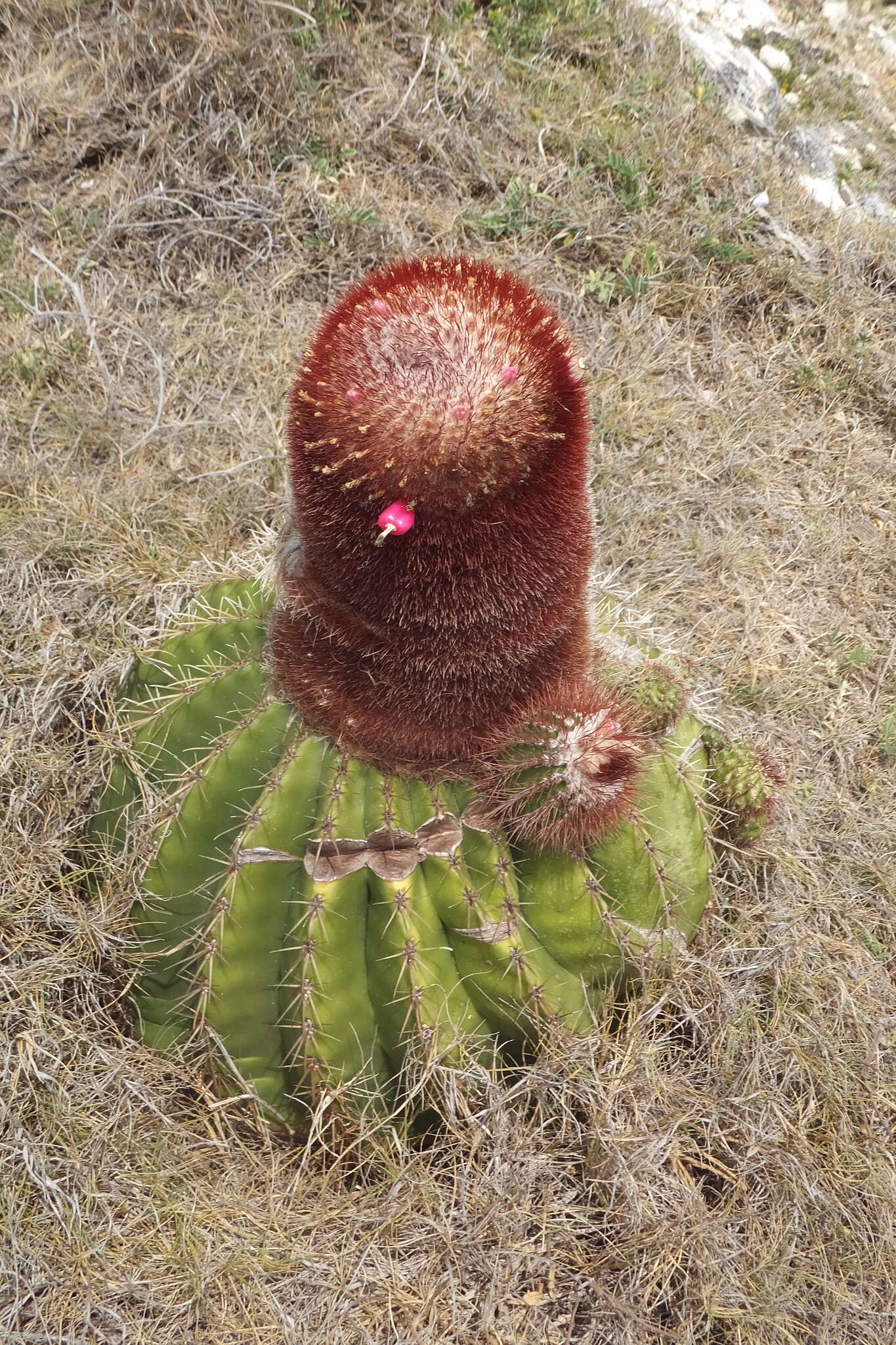 Image of Melocactus intortus subsp. intortus