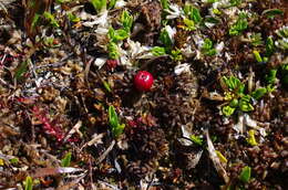 Image of Empetrum rubrum Vahl ex Willd.