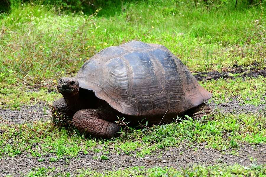 Image of Abingdon Island Giant Tortoise