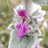 Stachys cretica L. resmi