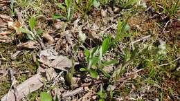 Antennaria parlinii subsp. parlinii resmi