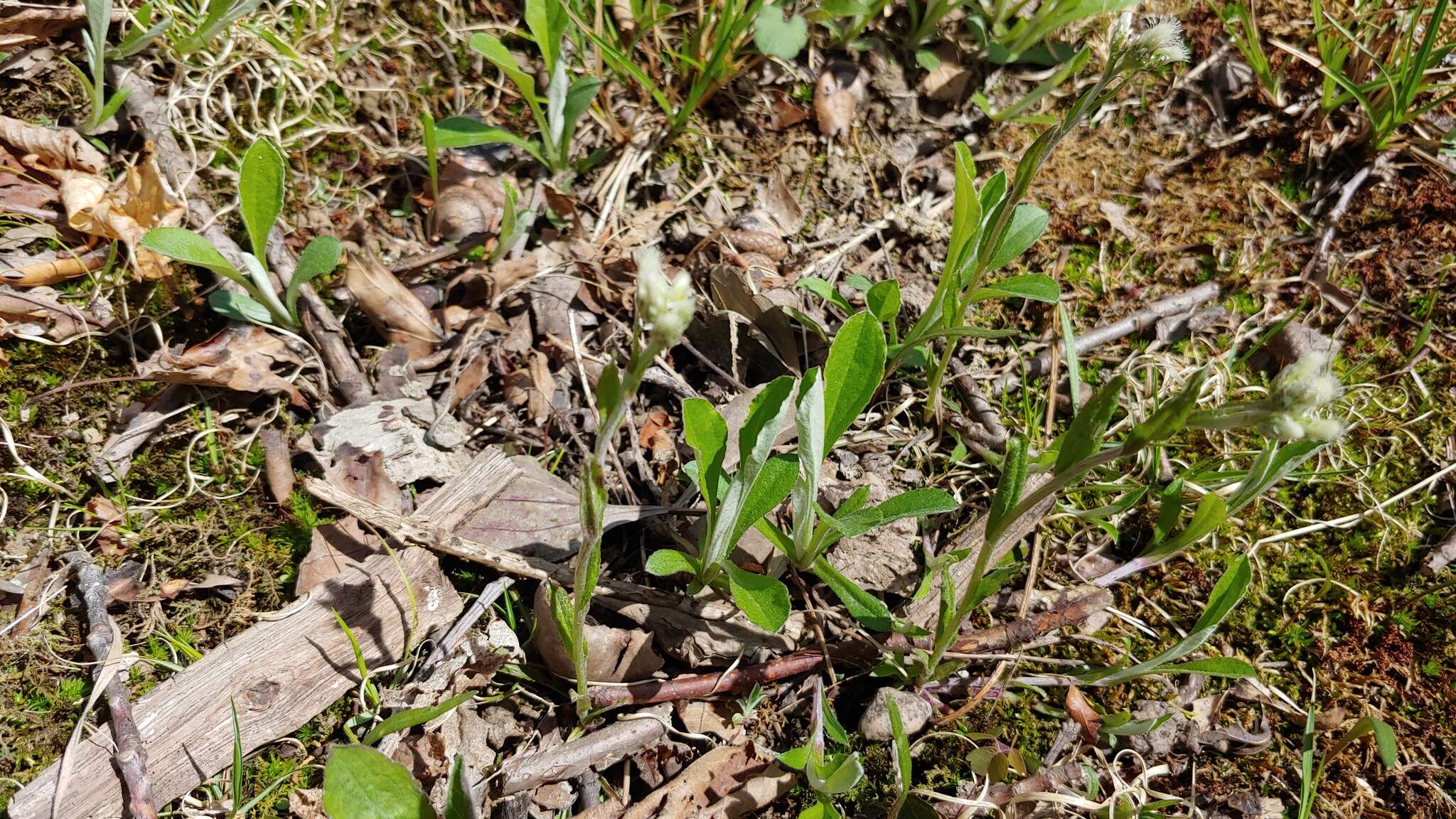 Antennaria parlinii subsp. parlinii resmi