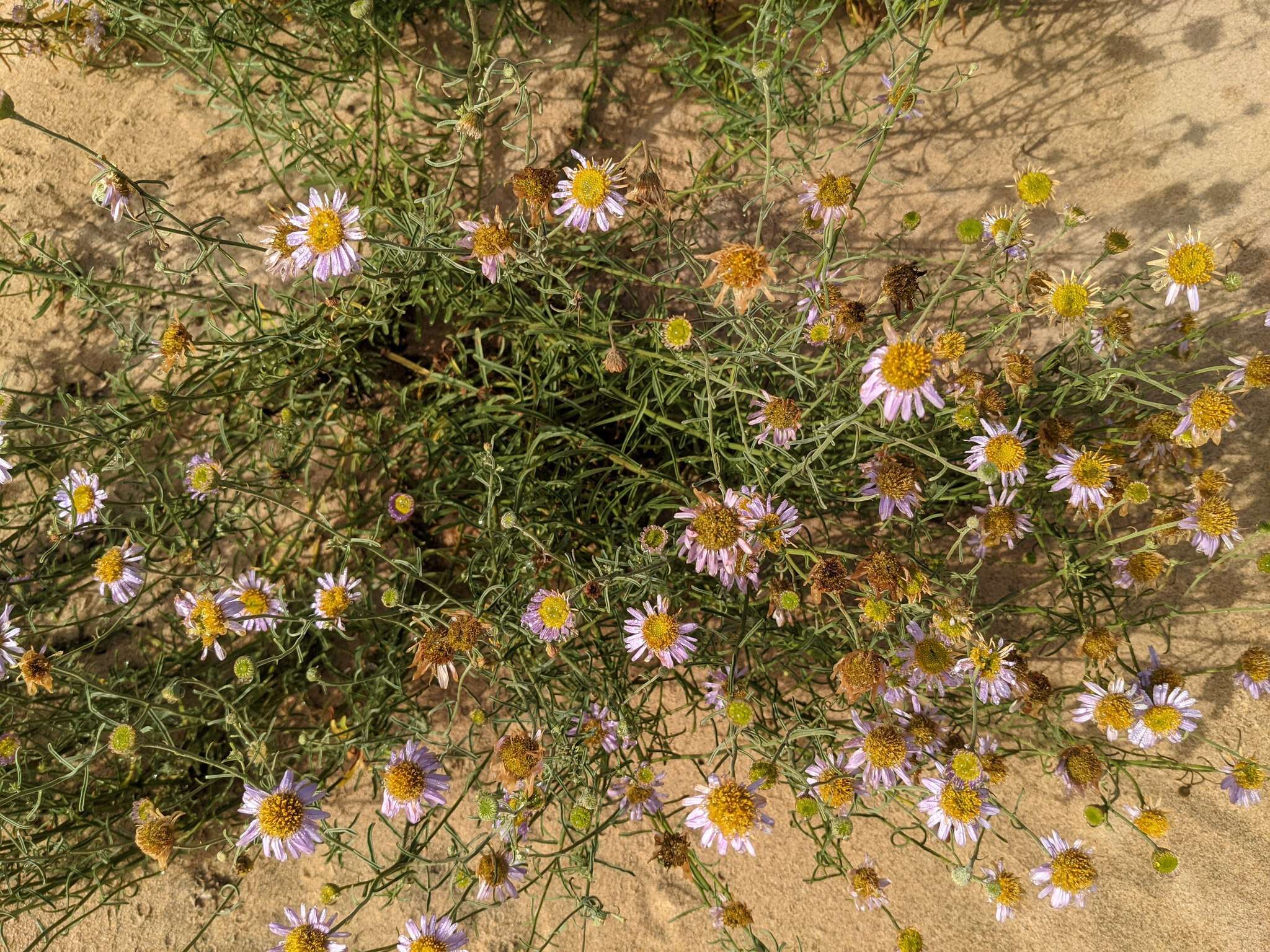 Image of Blochman's erigeron