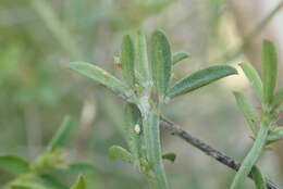 Imagem de Indigofera priorii