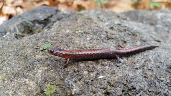 Plethodon dorsalis Cope 1889 resmi