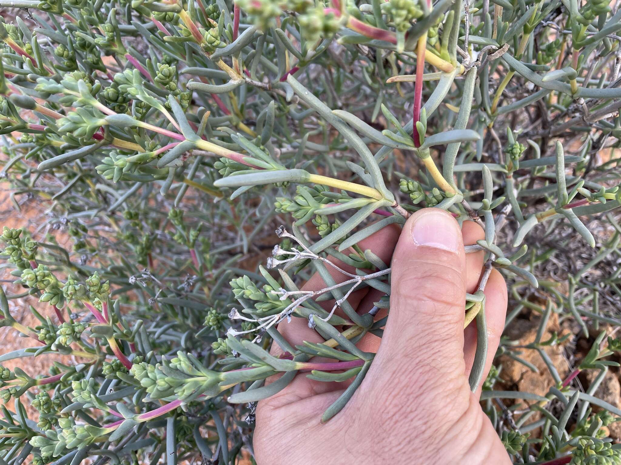 Imagem de Ruschia floribunda L. Bol.