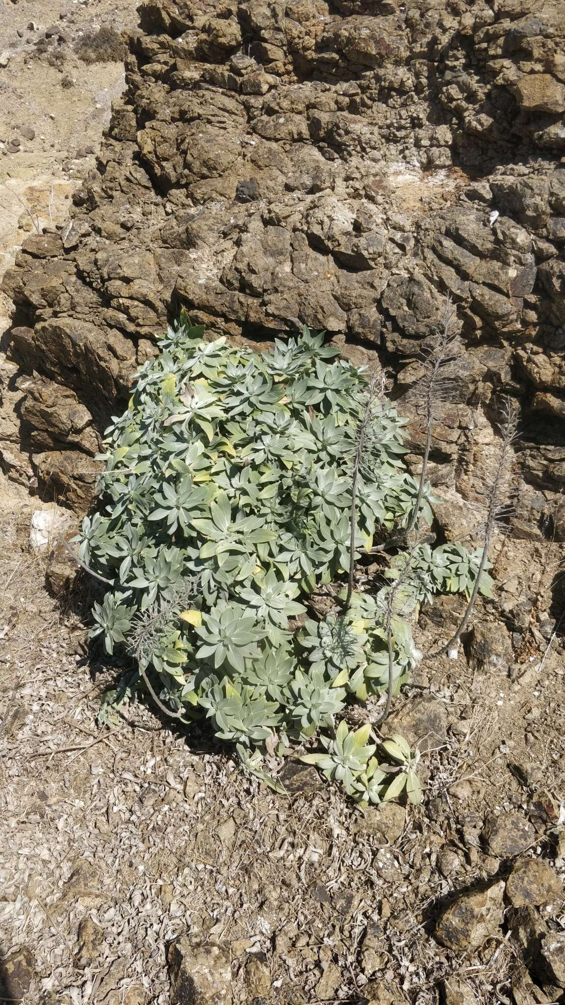 Plancia ëd Echium portosanctense J. A. Carvalho, Pontes, Bat.-Marques & R. Jardim