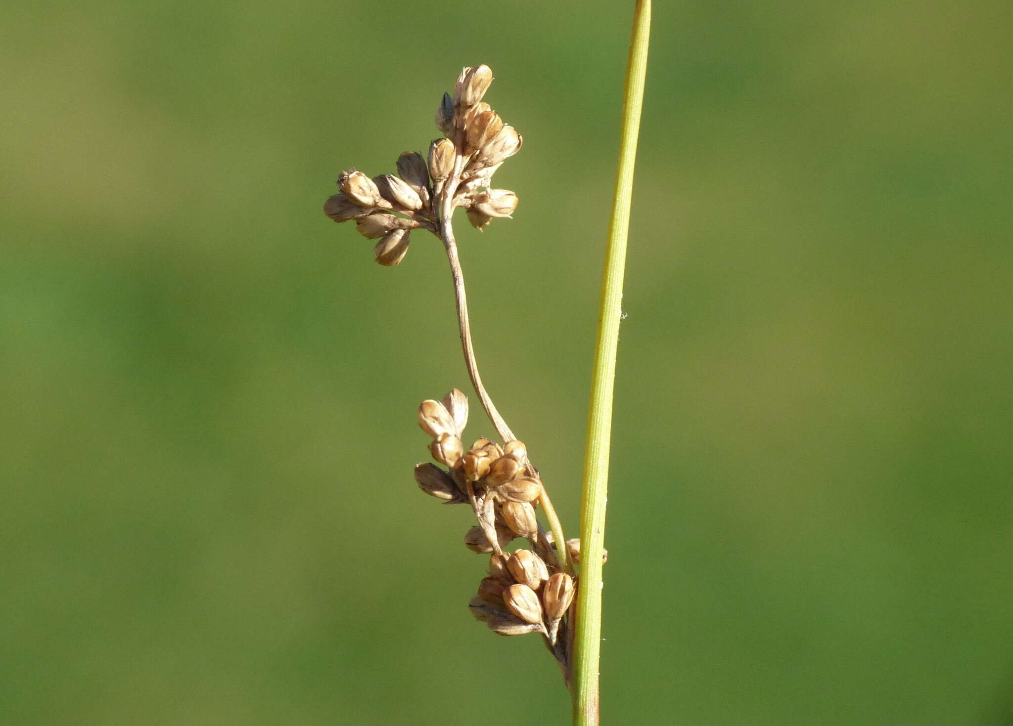 Слика од Juncus distegus Edgar